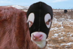 Prevent Frozen Calf Ears With Save Me Ears calf hood.